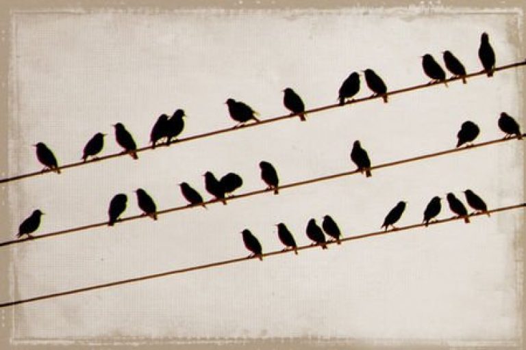 Mynd: Brynja Hrafnkelsdóttir